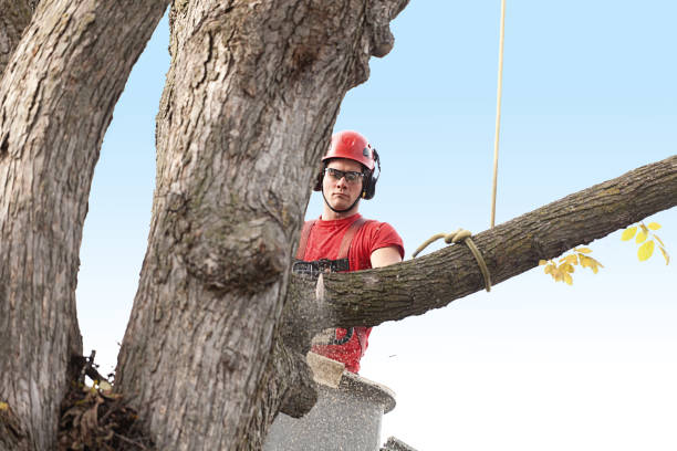 How Our Tree Care Process Works  in  Old Forge, PA